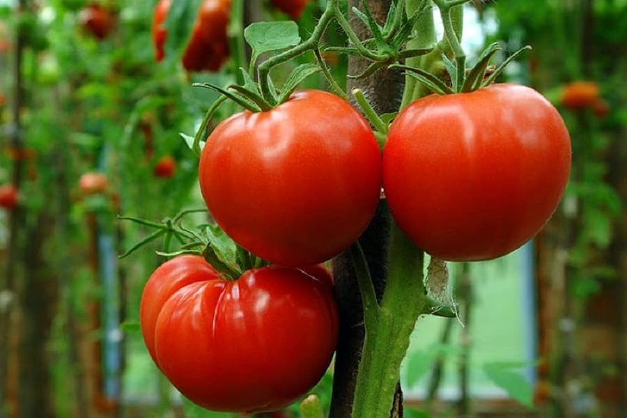 Si të dalloni domatet organike? Faktet që duhet t’i dini