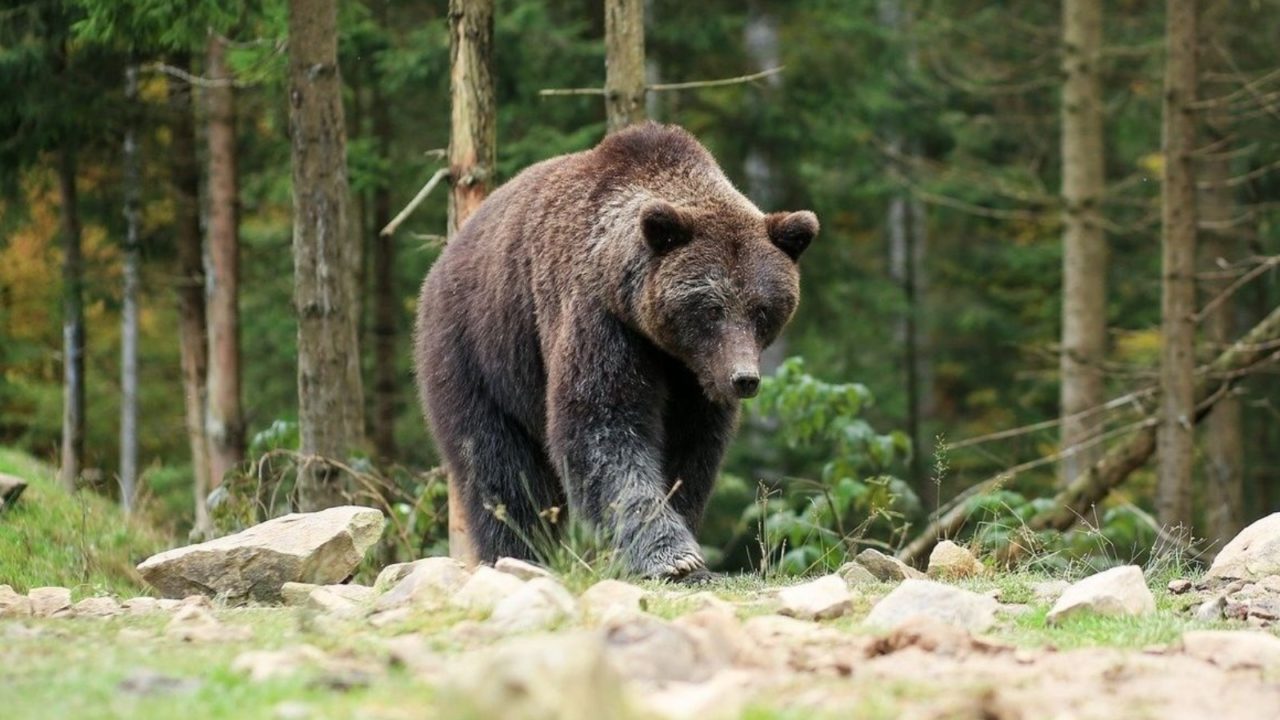 Sllovenia do të vrasë 230 arinj për të garantuar sigurinë e qytetarëve