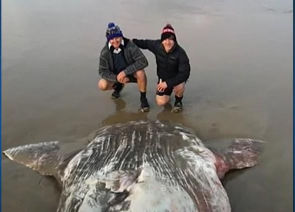 2.5 metra i gjatë, krijesa gjigante shfaqet në një plazh australian