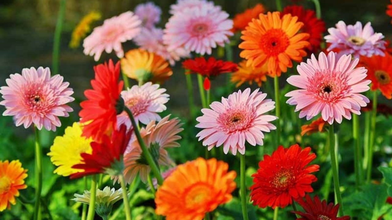 Kuptimi i luleve, lini mënjanë gjuhën verbale dhe shprehni emocionet përmes tyre