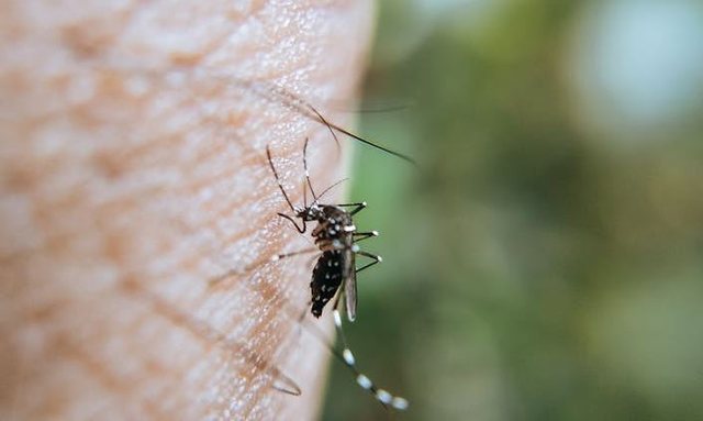 Humbin jetën dy persona nga virusi i Nilit/ Rritet numri i të infektuarve në Greqi, tre prej tyre e morën në Shqipëri