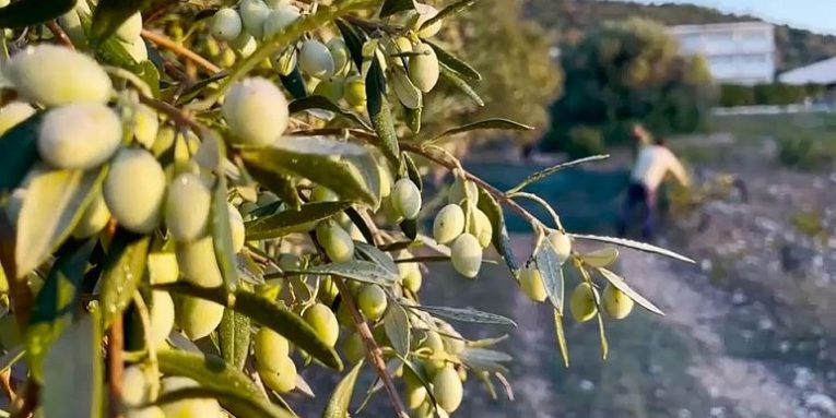 Prodhimi italian i vajit të ullirit në krizë – Shkak, nxehtësia ekstreme dhe thatësira!