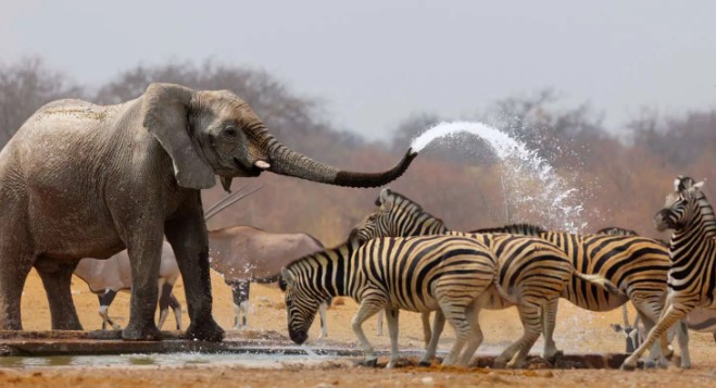 Namibia do të vrasë 700 kafshë, mishi do t’u shpërndahet njerëzve që vuajnë nga uria