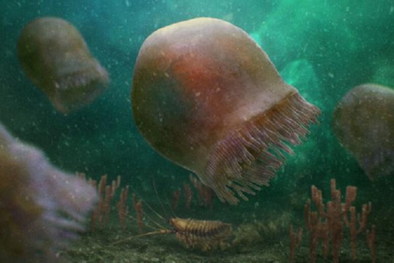 Zbulohet një kandil deti 500 milionë-vjeçar