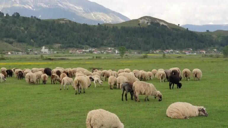 Merren masa për të frenuar hyrjen nga Greqia të murtajës së bagëtive të imta, ngrihen 7 grupe kontrolli