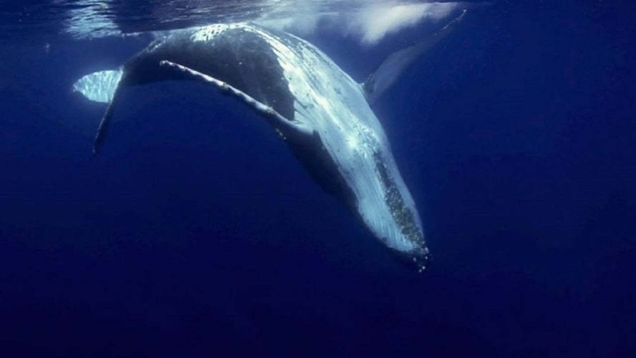 Dëmet katastrofike të minierave në det po kërcënojnë balenat dhe krijesat e tjera të rralla të detit