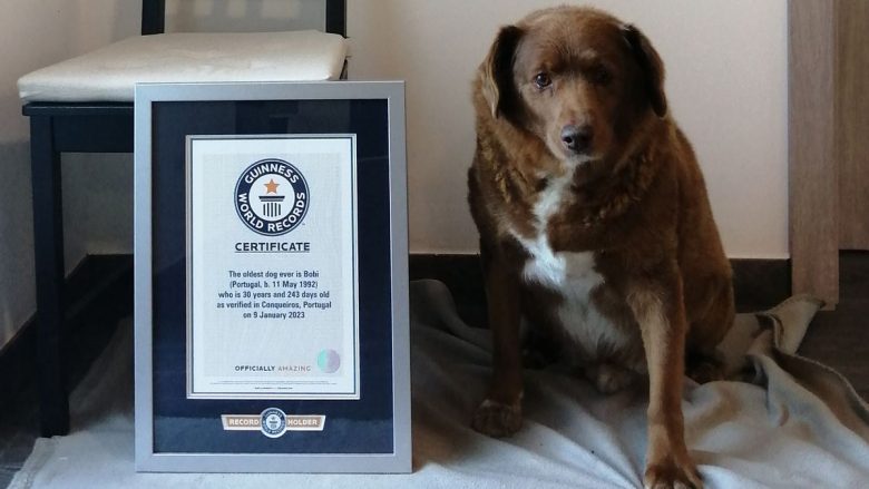 Bobi thyen rekordin botëror si qeni më i moshuar në botë