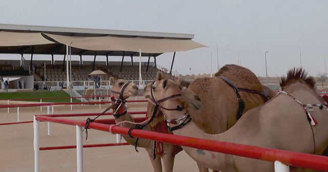 Festivali i deveve, konkursi synon të ruajë traditën e rritjes së tyre