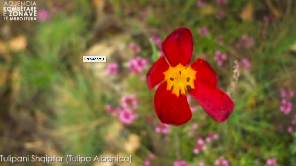 “Tulipa albanica”, Kumbaro: “Monument Natyre”, bimë 100% endemike shqiptare