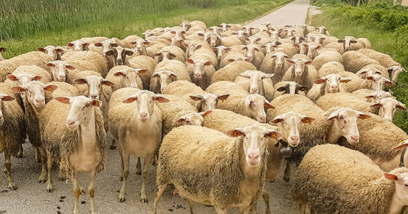 Greqia në alarm nga murtaja e kafshëve, groposen 8,000 dhi e dele