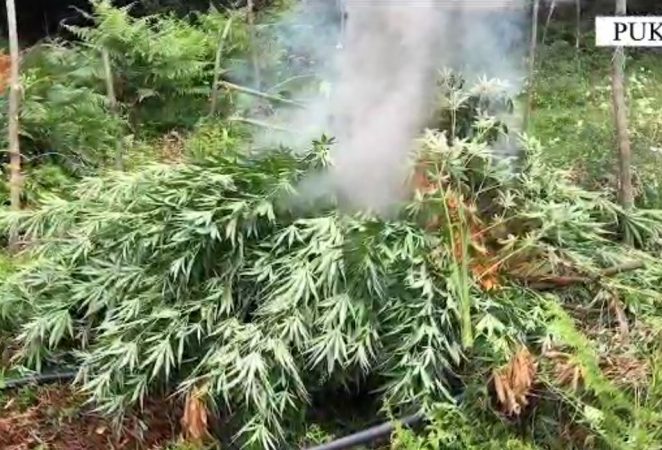 Megaoperacioni “Alpe të pastra”, asgjësohen 11609 bimë narkotike në Shkodër, Vaun e Dejës dhe Pukë, një i arrestuar