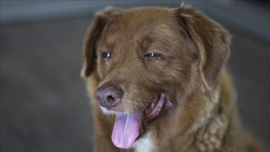 Bobi 31-vjeçar, 'qeni më i vjetër ndonjëherë në botë'