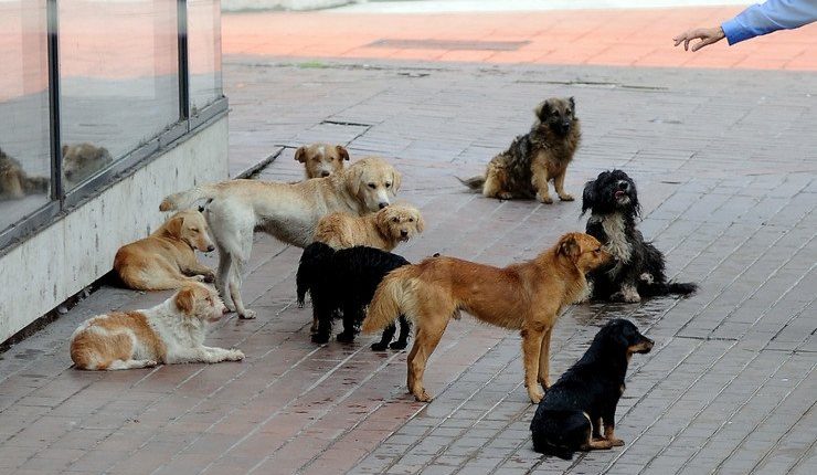 Prishtina jep 50€ në muaj për këdo që adopton 1 qen rruge