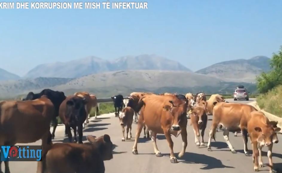 Vetting/ Lidhjet e zyrtarëve me importuesit e mishit, kush është kompania që dyshohet se solli gjedhët e infektuar në Shqipëri