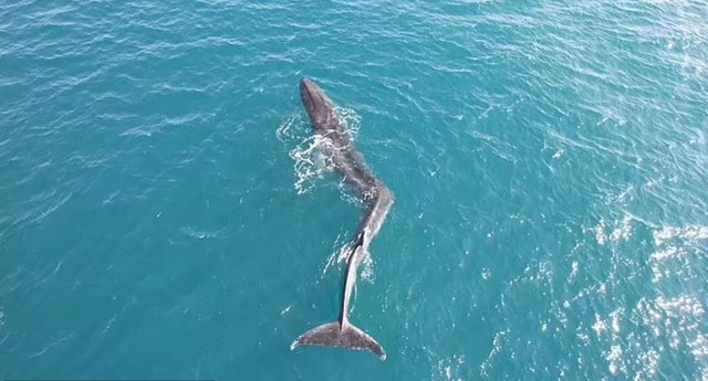 Biologët gjejnë balenën me shtyllë kurrizore të deformuar në brigjet e Spanjës