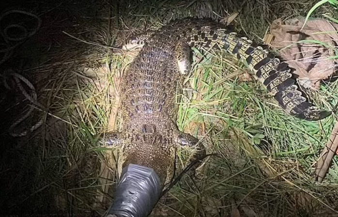 12-vjeçarja nga Australia sulmohet nga krokodili 2.2 metra në një përrua