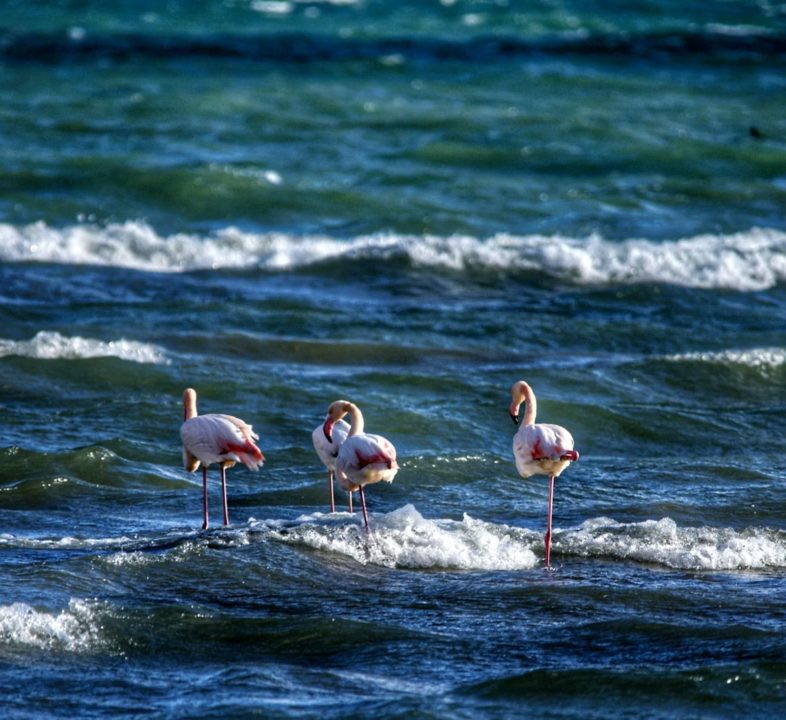 Fenomeni i rrallë, rishfaqen flamingot në liqenin e Pogradecit