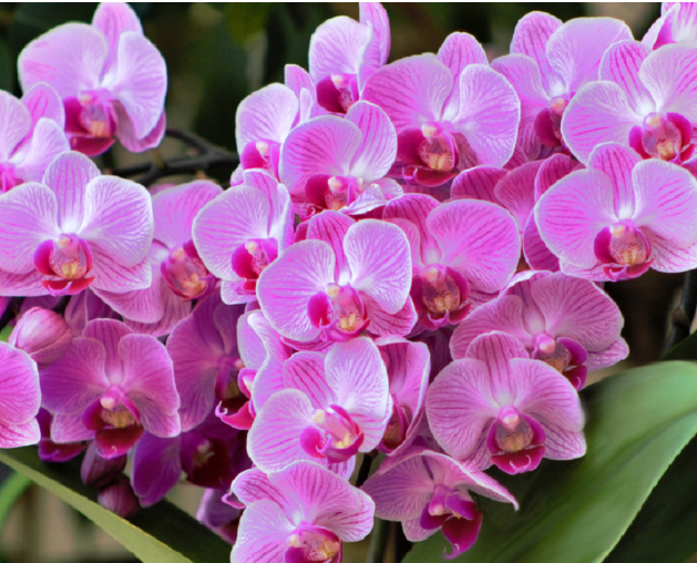 Mrekullia e vlerave të Orkidesë për shëndetin
