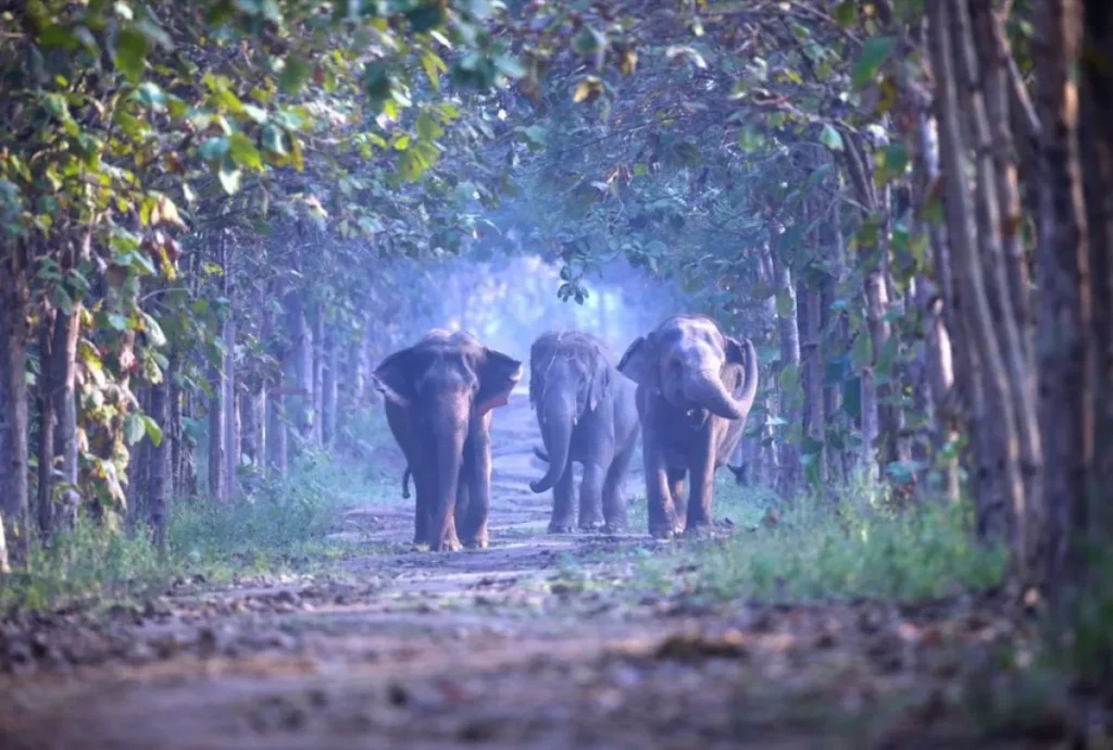 INDI – Hapet kopshti zoologjik më i madh në botë