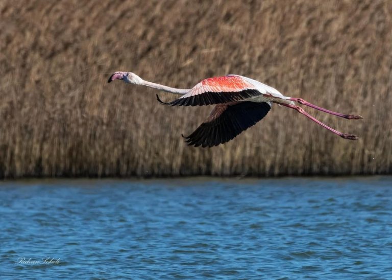 Dita Evropiane e Parqeve, Kumbaro: Mbi 21 % e territorit, zona të mbrojtura