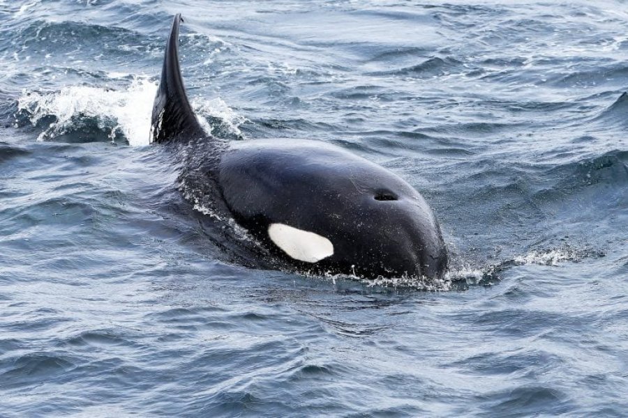 Misteri i frymëmarrjes së orkave: Biologët detarë konfirmojnë hipotezën e vjetër