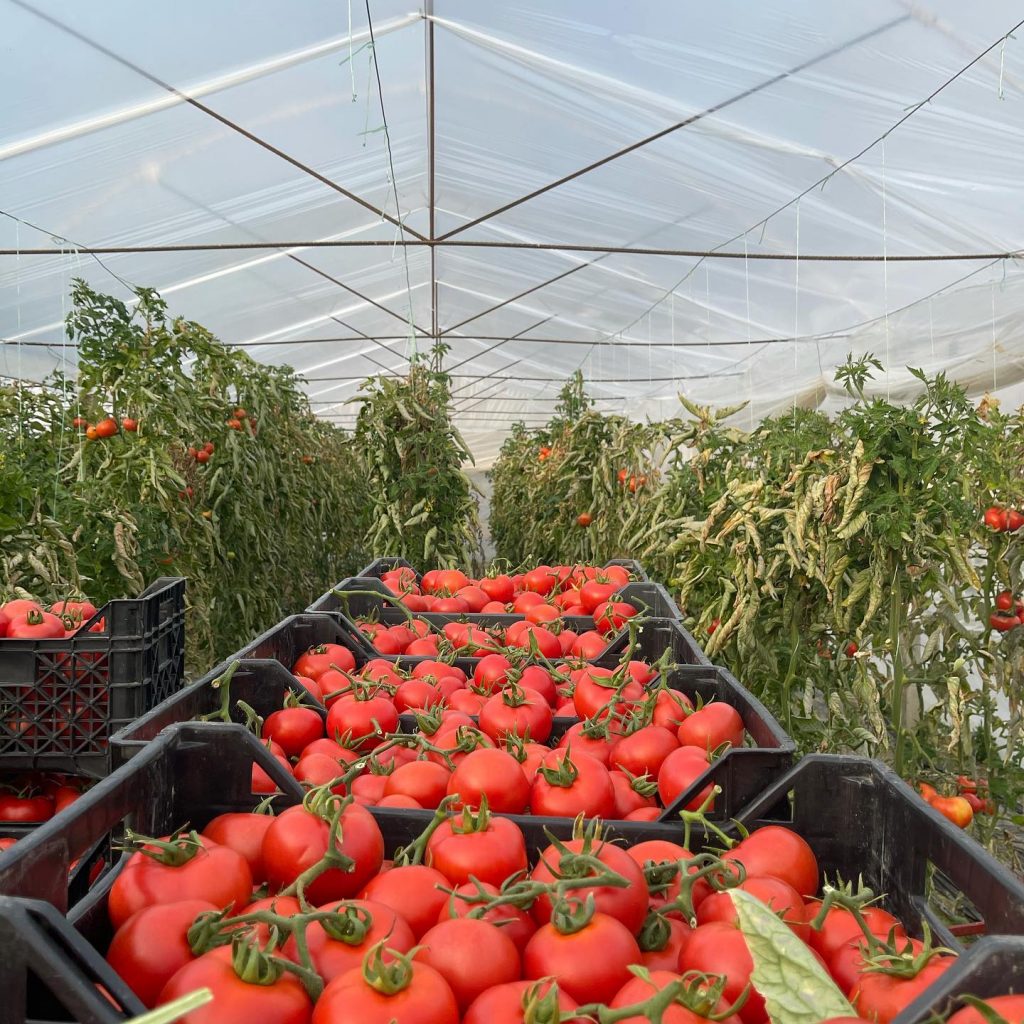 Denaj: Eksporti i domates rritje me dy herë në sasi