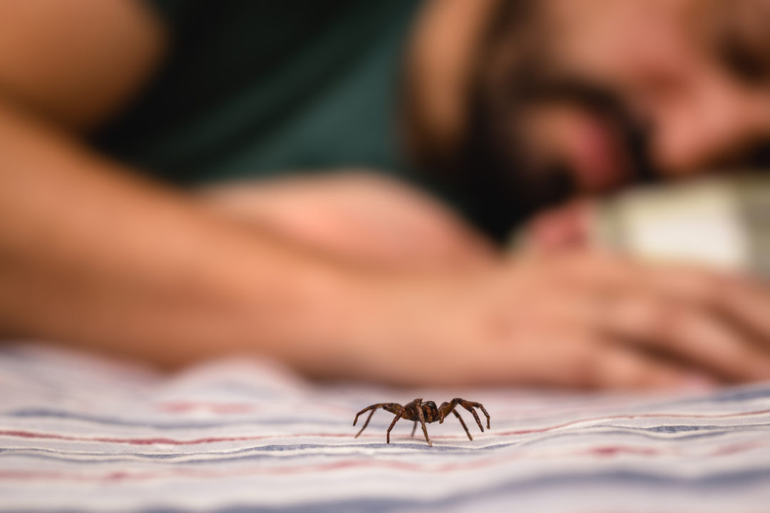 A na afrohen merimangat teksa flemë?