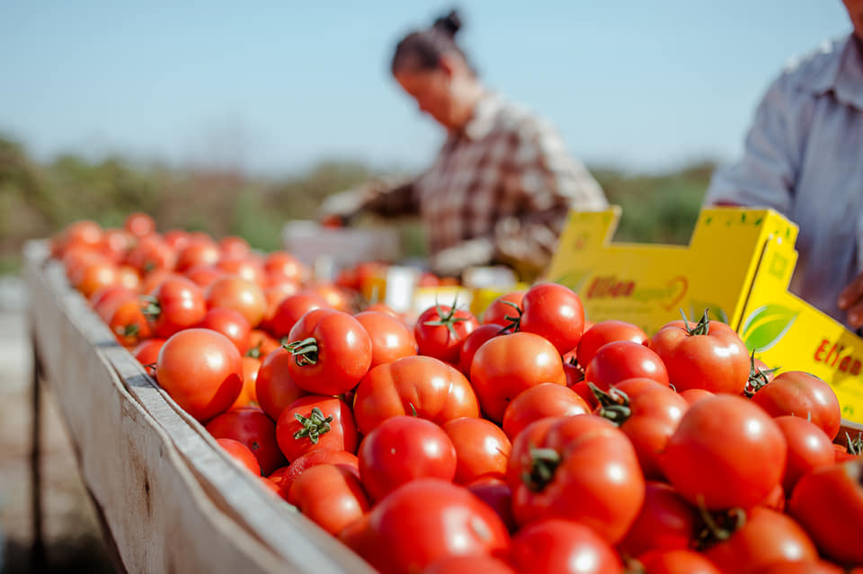 Produktet shqiptare në tregjet e BE u rritën 22%