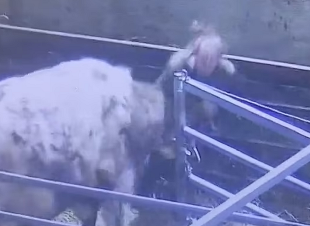 Lopa sulmon fermeren duke e goditur me kokë në bark (Video)