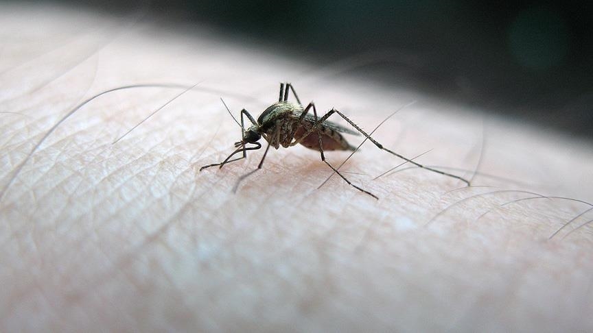Në vitin 2021, 619 mijë njerëz në gjithë botën vdiqën nga malaria