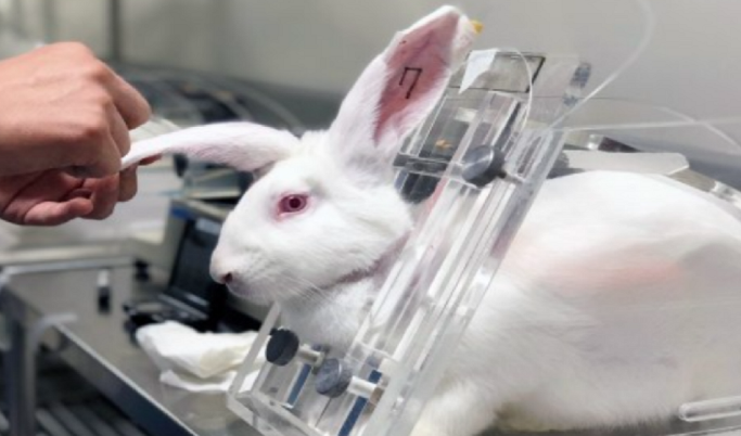​300 milionë kafshë vdesin në vit në testime laboratorike