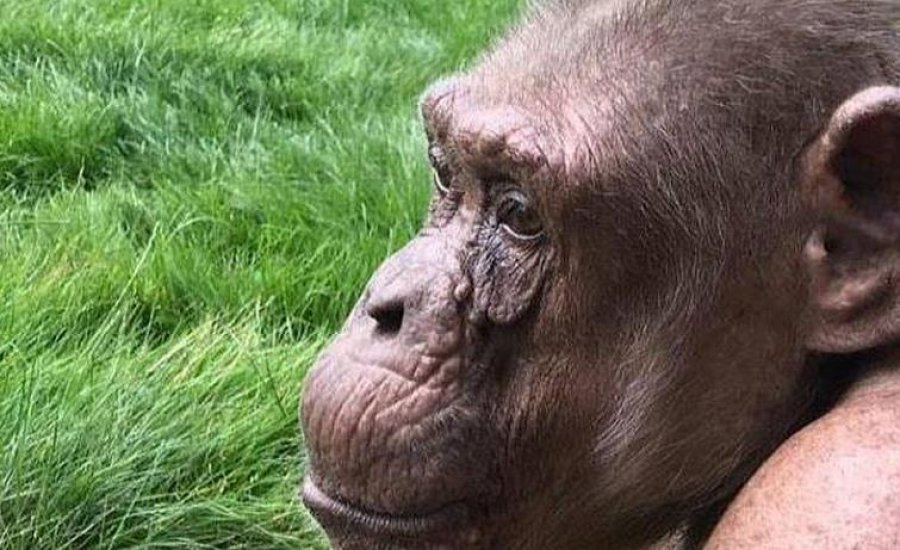  Shimpanzeja më e vjetër në Evropë feston ditëlindjen e saj të 58-të