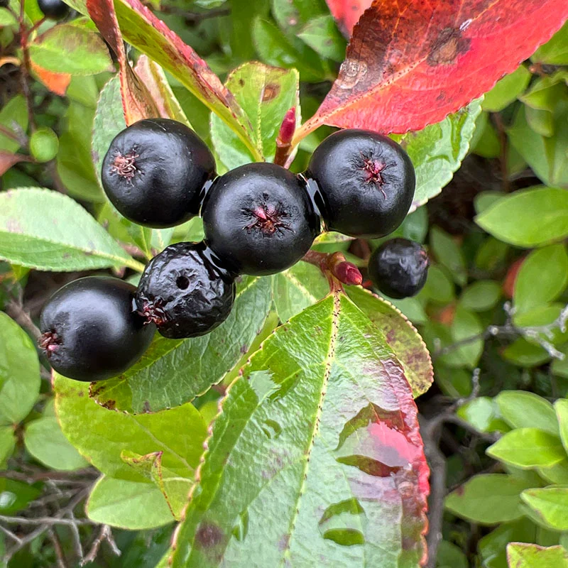 Denaj: Aronia, fruti me veti kurative kultivohet edhe në Shqipëri