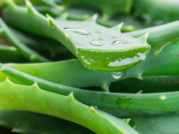 Aloe vera ‘bima mrekullibërëse’ për lëkurë të përsosur – Çfarë thotë shkenca?