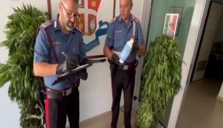 Zbulohet plantacioni i madh i drogës mes pyjeve në Itali, arrestohet i riu shqiptar
