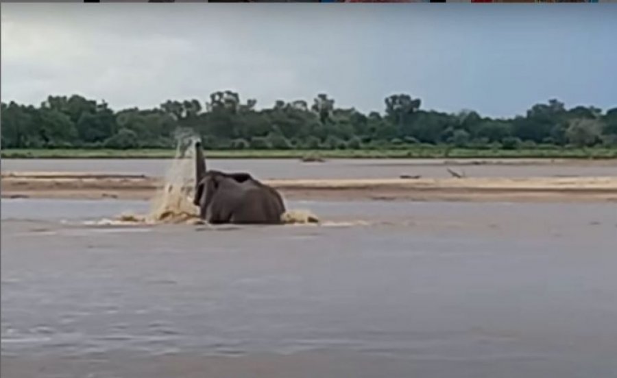 Pamje unike dhe e rrallë, elefanti lufton me krokodilin e uritur në lumë