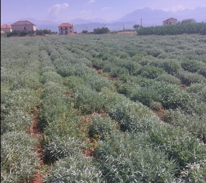 Denaj: Kompania “Albanian Herb” me 650 fermerë në rrjetin e saj, pjesë e stendës shqiptare në panairin “BIOFACH2024”