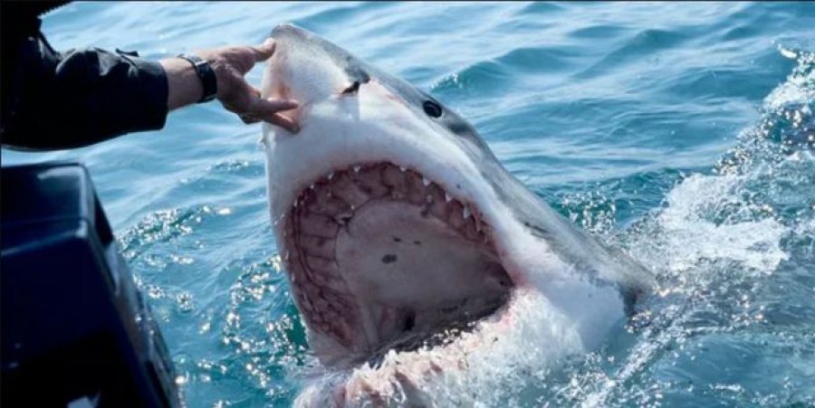 Peshkaqeni sulmon për vdekje turistin, tmerrohen pushuesit
