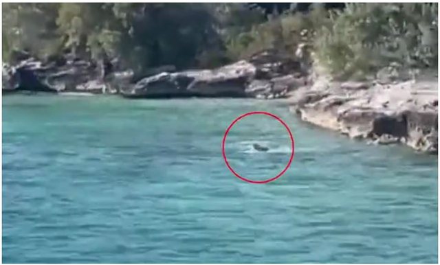 Qeni hidhet në ujë dhe sulmon peshkaqenin, shokohen turistët