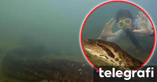 Gjarpri më i madh në botë është zbuluar në Amazonë, një anakonda 8 metra e gjatë
