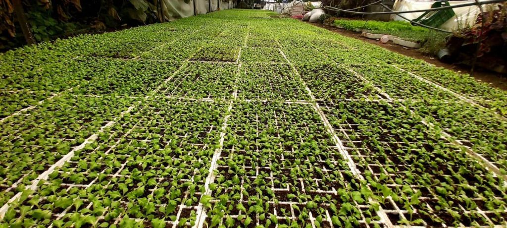 Denaj: Mbi 3 mijë ferma me regjistër për produktet e mbrojtjes së bimëve