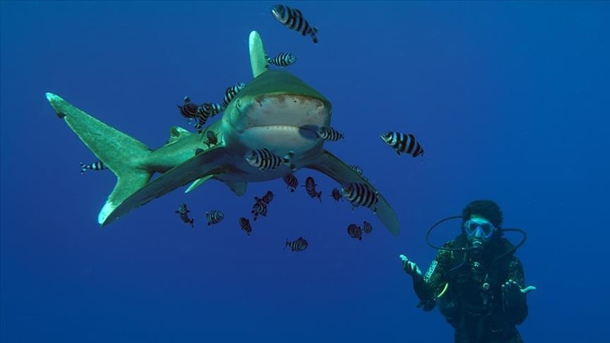 Ekipi i AA zhytet në thellësi të Detit të Kuq, ballë për ballë me peshkaqenët