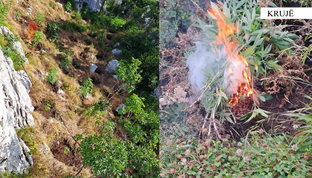 Lufta ndaj kanabisit, asgjësohen 609 bimë narkotikë në Krujë