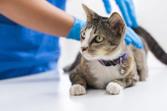 BSA krijon bankën e parë të gjakut të maces në Britaninë e Madhe