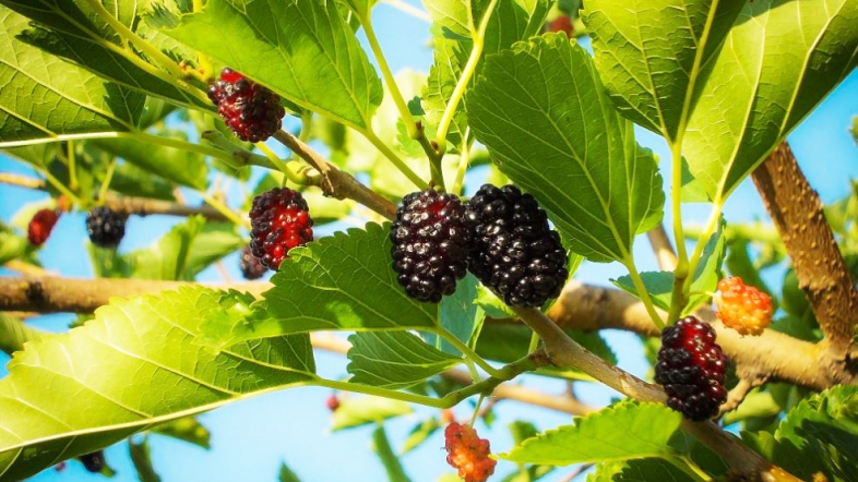 Njihet si fruti i ‘majit’, zbuloni disa nga dobitë e gjetheve të manave për shëndetin tuaj