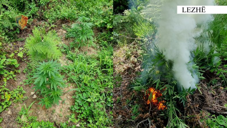 Megaoperacioni “Imazhi”, asgjesohen me djegie 1213 bimë narkotike në Lezhë