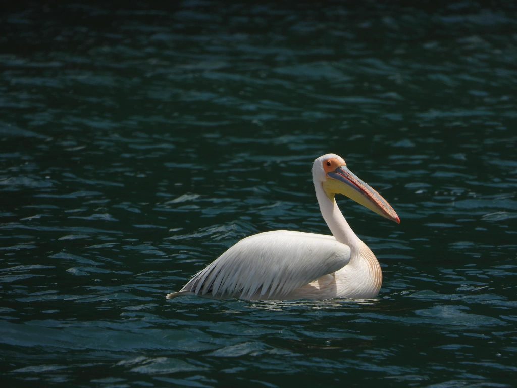Nisi censi i pelikanit kaçurrel në Liqenin e Prespës