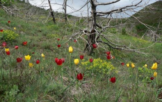 Rritet vetëm në Kukës, Tulipani shqiptar shpallet monument natyre