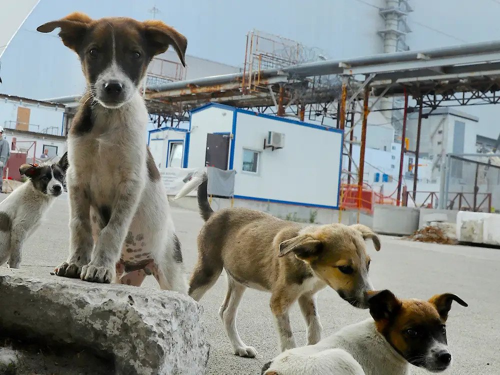 Pse qentë e Çernobilit janë gjenetikisht të ndryshëm nga të tjerët?!
