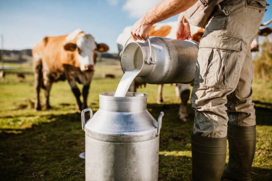 Më shumë qumësht nga importi: Vendi s'ka prodhim, shtrenjtohet qumështi i deles dhe i lopës